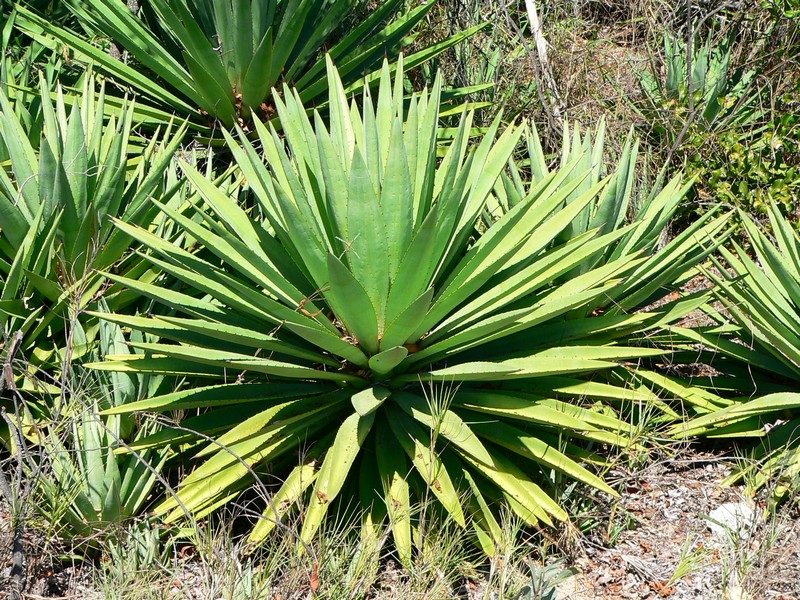 Agave sisalana (sisal hemp)