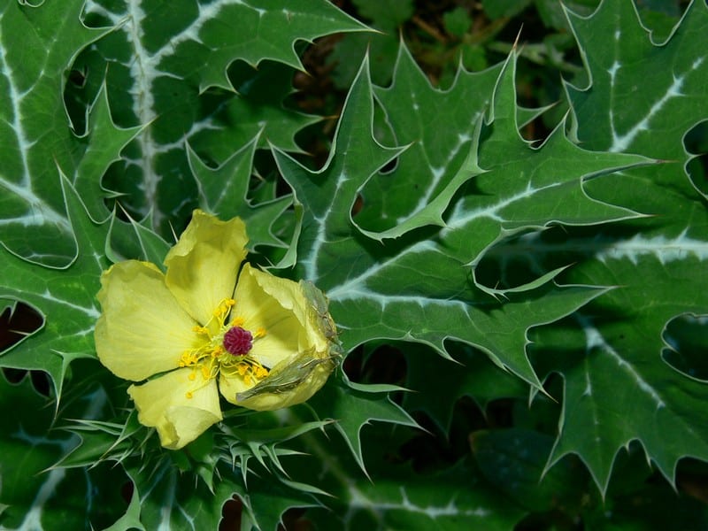 MEXICAN POPPY, PRICKLY POPPY (WEED) | Central QLD Coast Landcare Network