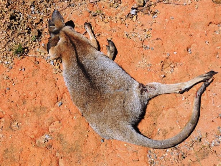 Wildlife Central QLD Coast Landcare Network