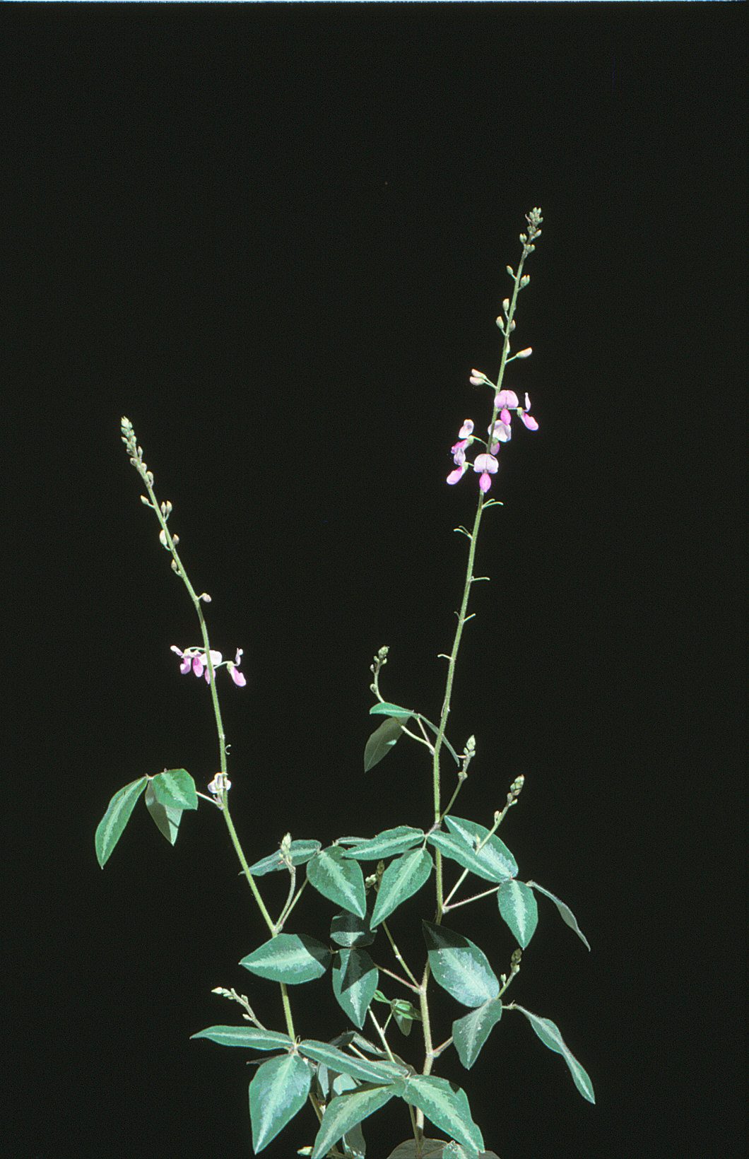 Desmodium uncinatum