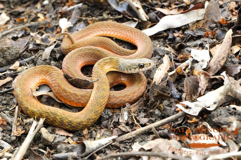 Wildlife | Central QLD Coast Landcare Network