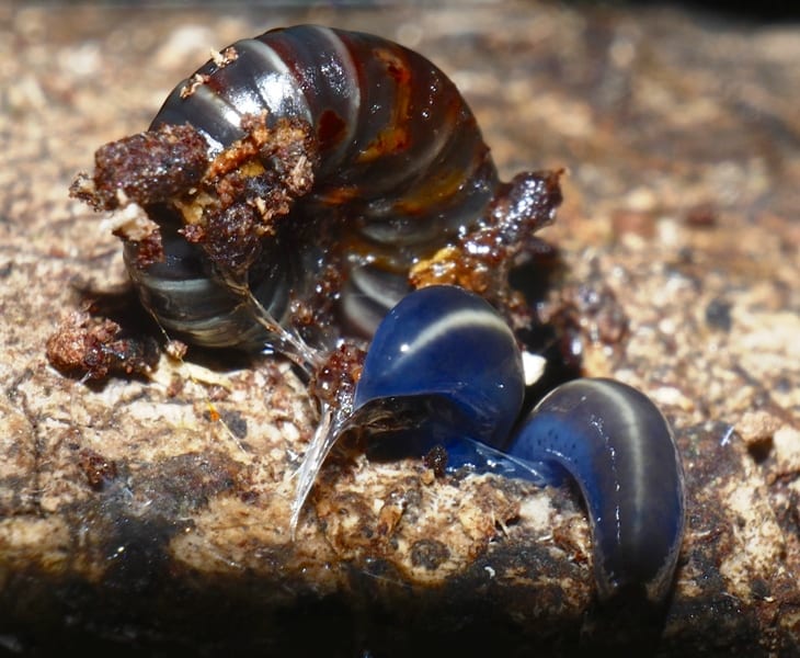 terrestrial-ribbon-worms-central-qld-coast-landcare-network