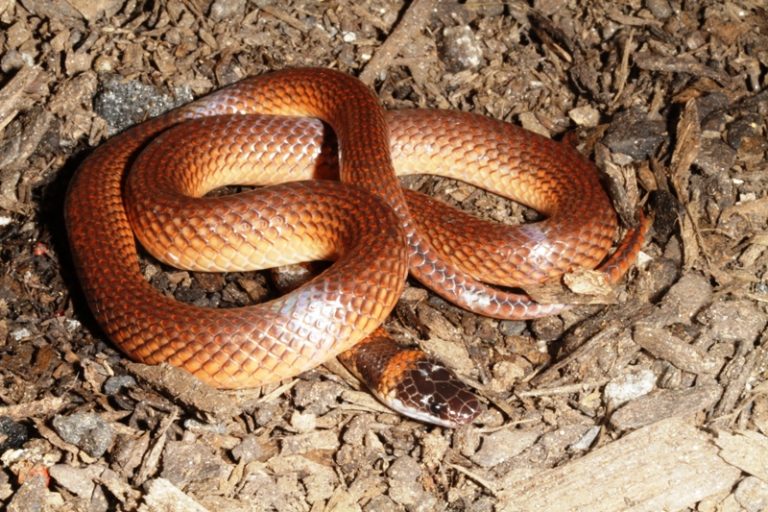 Wildlife | Central QLD Coast Landcare Network