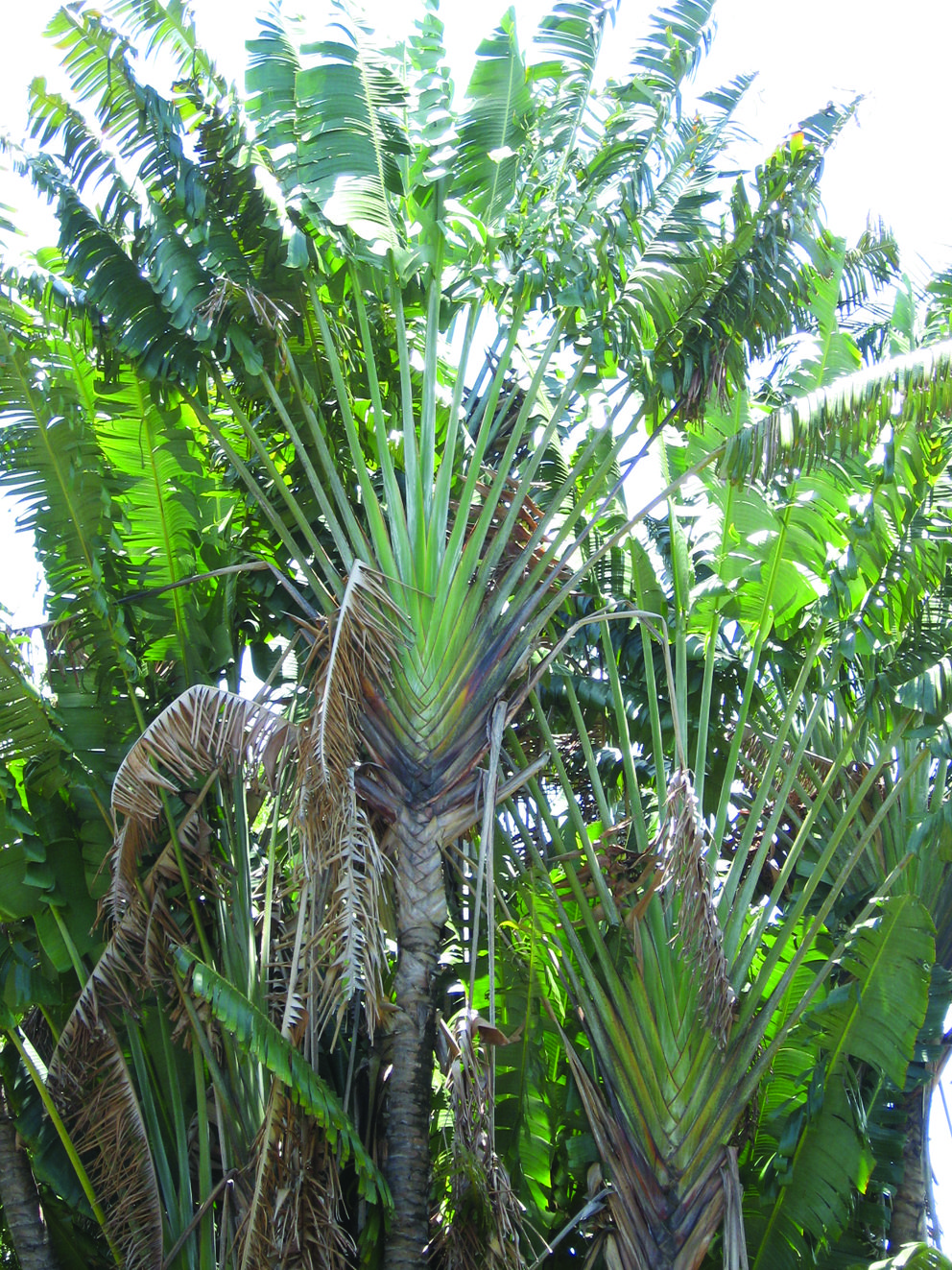 RAVENALA madagascariensis - Travelers Palm, seed, buy – Australian