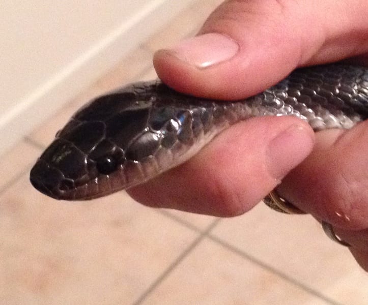 Slatey Grey Snakes, Aquarium and Reptiles