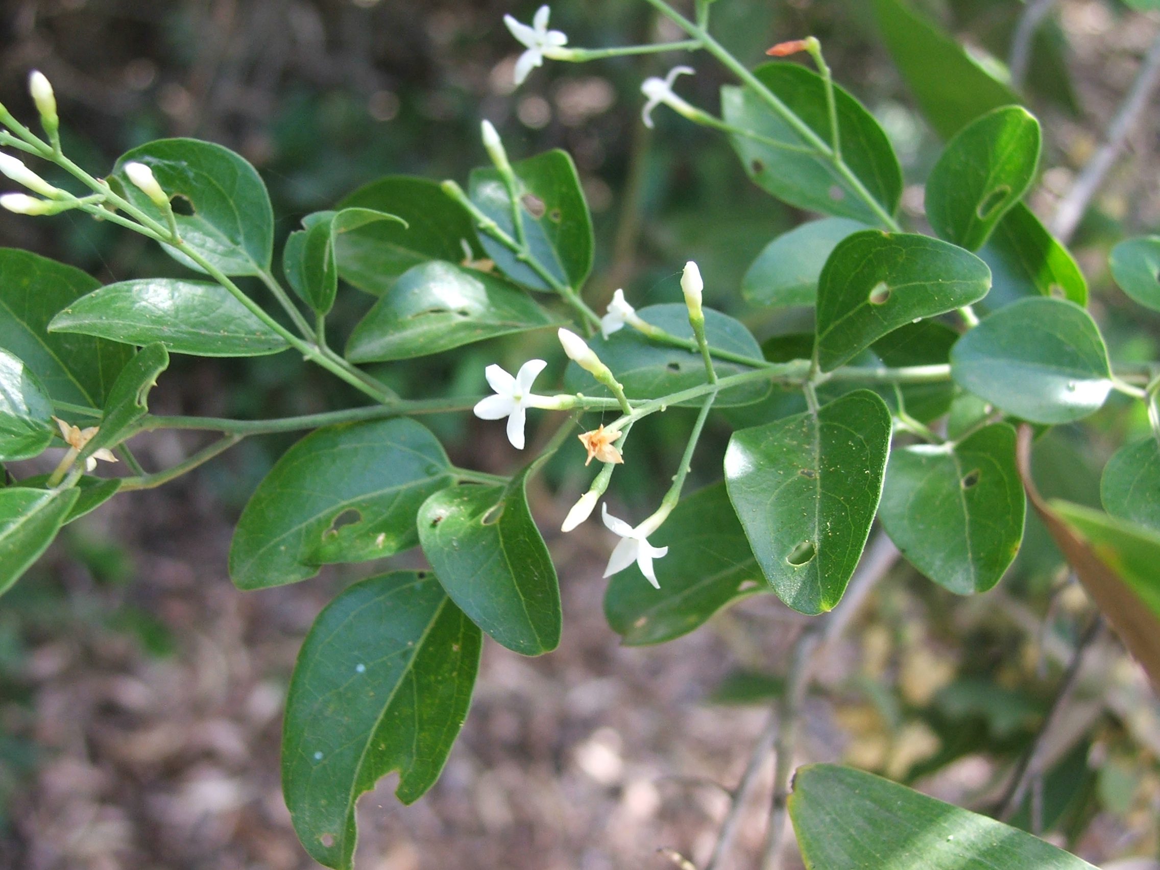 Native Jasmine Central QLD Coast Landcare Network